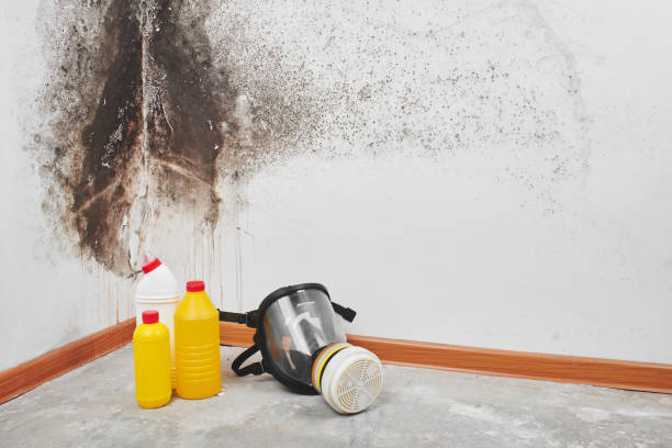 Best Mold Remediation Services  in Vineyard, UT