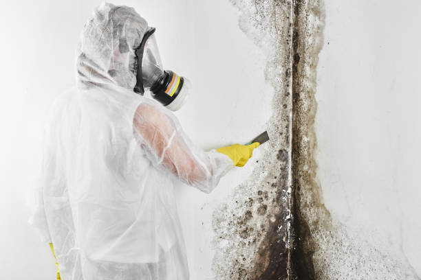 Best Professional Mold Removal  in Vineyard, UT