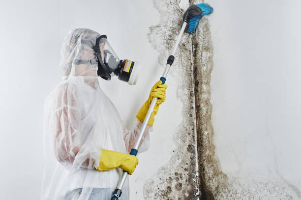Best Mold Testing  in Vineyard, UT
