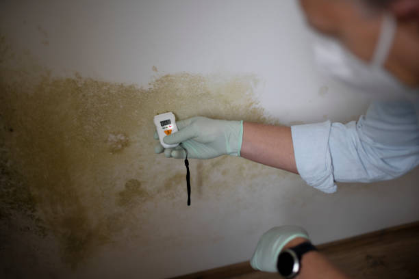 Best Office Mold Removal Services  in Vineyard, UT
