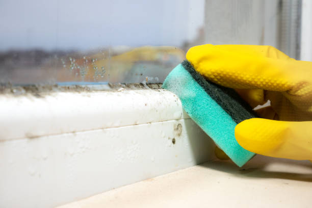 Best Toxic Mold Removal  in Vineyard, UT