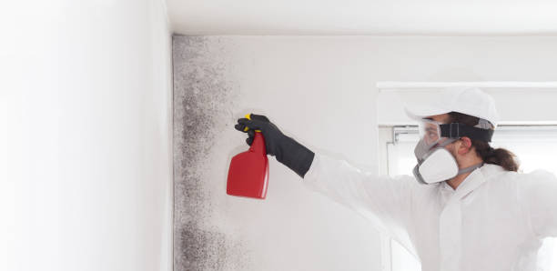 Best Residential Mold Removal  in Vineyard, UT
