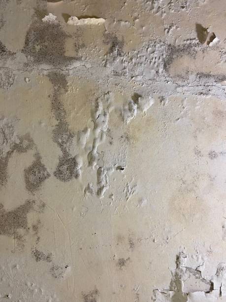 Office Mold Removal Services in Vineyard, UT