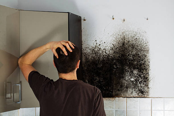 Certified Mold Removal in Vineyard, UT