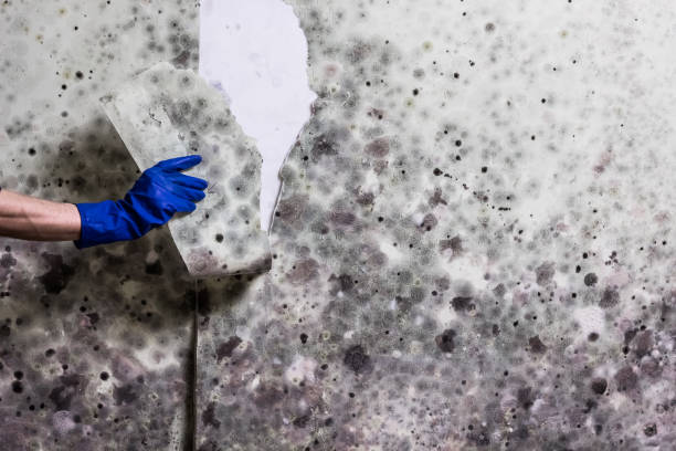 Professional Mold Removal in Vineyard, UT