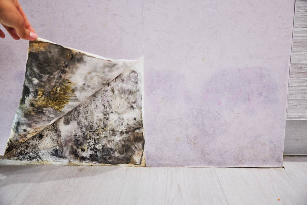 Best Mold Remediation  in Vineyard, UT